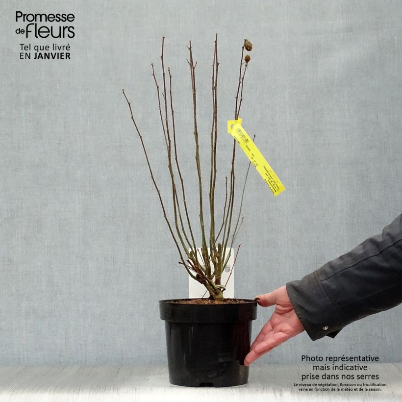 Altea Lady Stanley - Hibiscus syriacus Maceta 3L/4L Ejemplar entregado en invierno