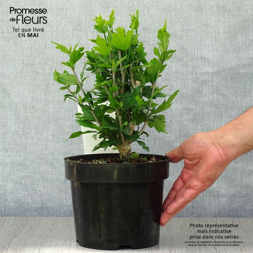 Altea Lady Stanley - Hibiscus syriacus Maceta 3L/4L Ejemplar entregado en la primavera