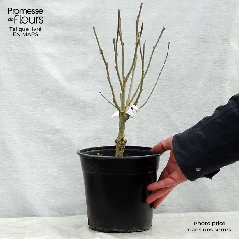 Altea Lavender Chiffon - Hibiscus syriacus Maceta 3L/4L Ejemplar entregado en la primavera