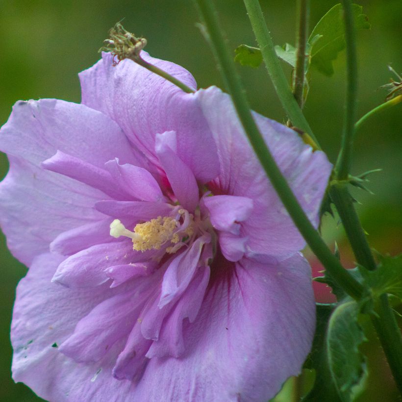 Altea Lavender Chiffon - Hibiscus syriacus (Floración)