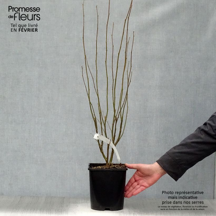 Altea Lavender Chiffon - Hibiscus syriacus Maceta 3L/4L Ejemplar entregado en invierno