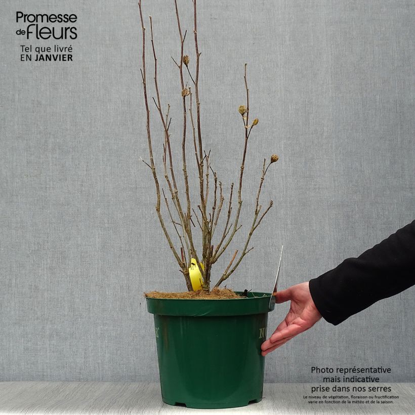 Altea Lavender Chiffon - Hibiscus syriacus Maceta 6L/7L Ejemplar entregado en invierno