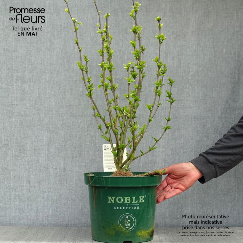 Altea Lavender Chiffon - Hibiscus syriacus Maceta 6L/7L Ejemplar entregado en la primavera