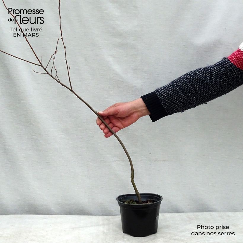 Hibiscus syriacus Leopoldii - Altea Maceta 2L/3L Ejemplar entregado en la primavera