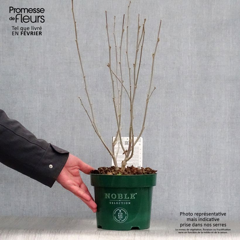 Altea Magenta Chiffon - Hibiscus syriacus Maceta 3L/4L Ejemplar entregado en invierno