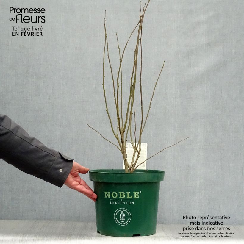 Altea Magenta Chiffon - Hibiscus syriacus Maceta 6L/7L Ejemplar entregado en invierno