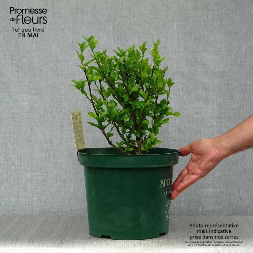 Altea Magenta Chiffon - Hibiscus syriacus Maceta 6L/7L Ejemplar entregado en la primavera