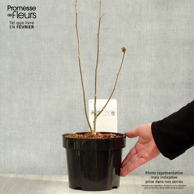 Altea Marina - Hibiscus syriacus Maceta 2L/3L Ejemplar entregado en invierno