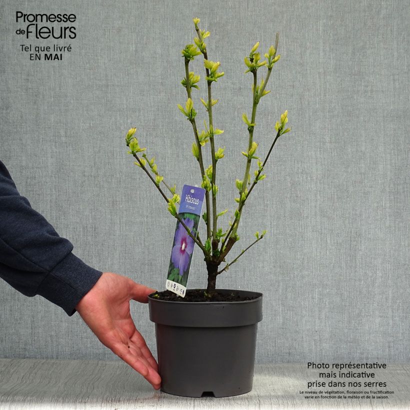 Altea Marina - Hibiscus syriacus Maceta 2L/3L Ejemplar entregado en la primavera