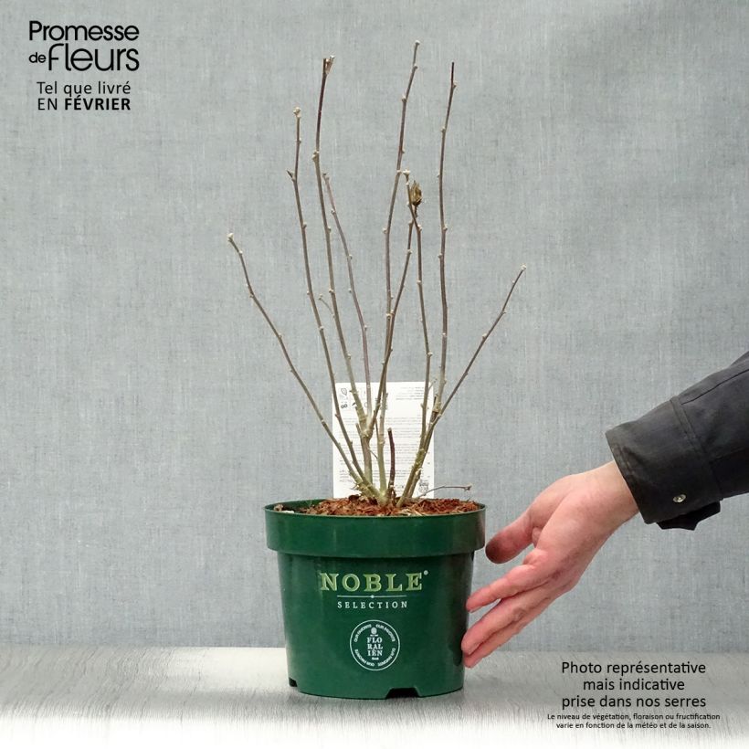 Altea Pink Chiffon - Hibiscus syriacus Maceta 3L/4L Ejemplar entregado en invierno