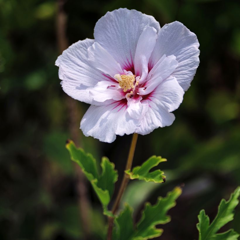 Altea Pink Chiffon - Hibiscus syriacus (Floración)