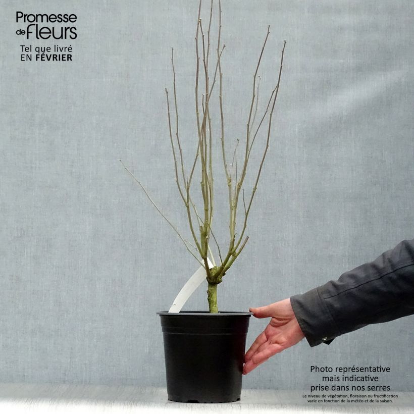 Altea Pinky Spot - Hibiscus syriacus Maceta 4L/5L Ejemplar entregado en invierno