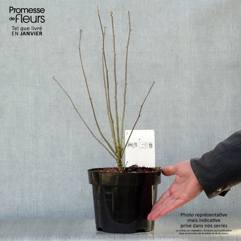 Altea Purple Ruffles - Hibiscus syriacus Maceta 3L/4L Ejemplar entregado en invierno