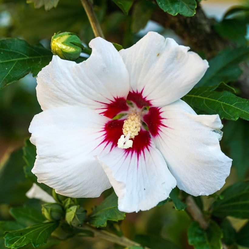 Altea Red Heart - Hibiscus syriacus (Floración)