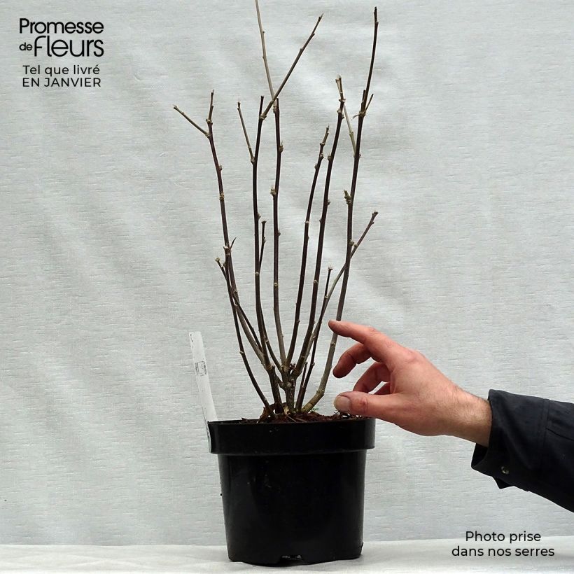 Hibiscus syriacus Shintaeyang - Altea Maceta 3L/4L Ejemplar entregado en invierno