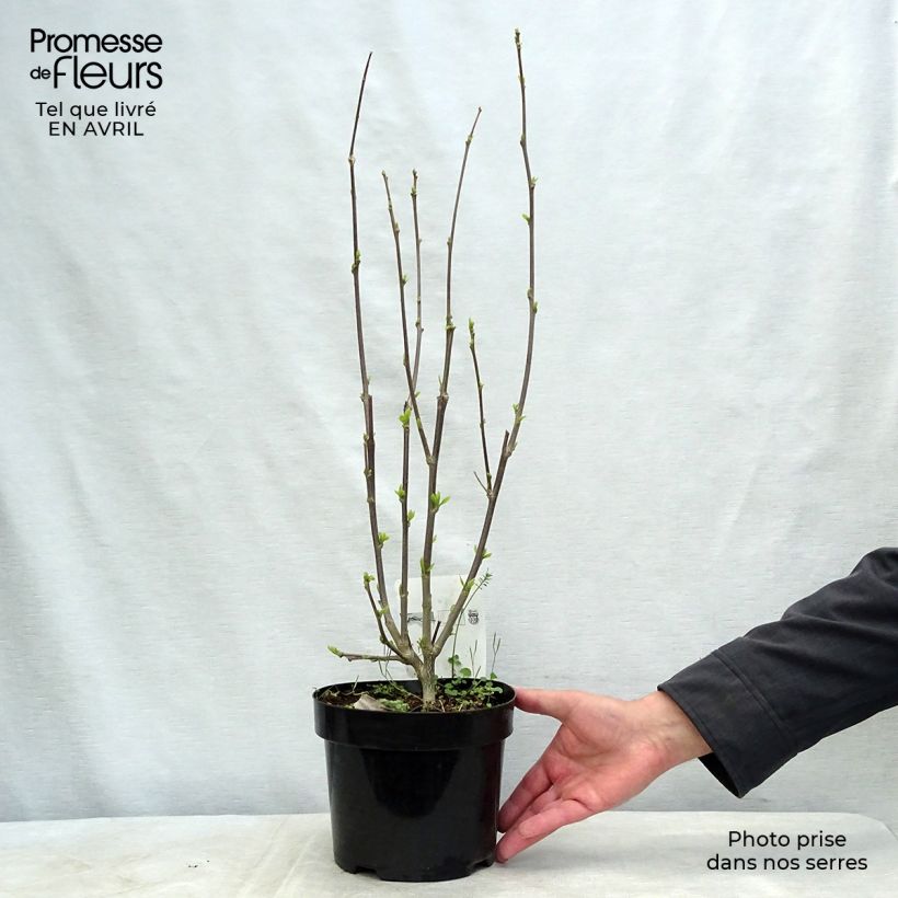 Hibiscus syriacus Shintaeyang - Altea Maceta 3L/4L Ejemplar entregado en la primavera