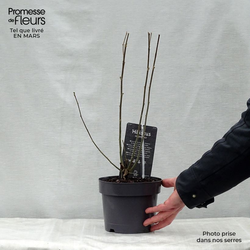 Hibiscus syriacus Speciosus - Altea Maceta 2L/3L Ejemplar entregado en la primavera