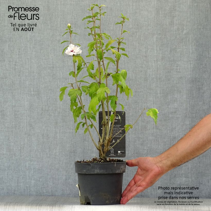 Ejemplar de Hibiscus syriacus Speciosus - Altea Maceta 2L/3L entregado en verano