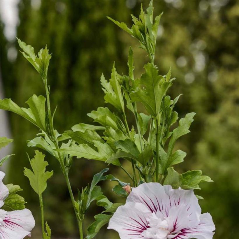 Altea Starbust Chiffon - Hibiscus syriacus (Follaje)