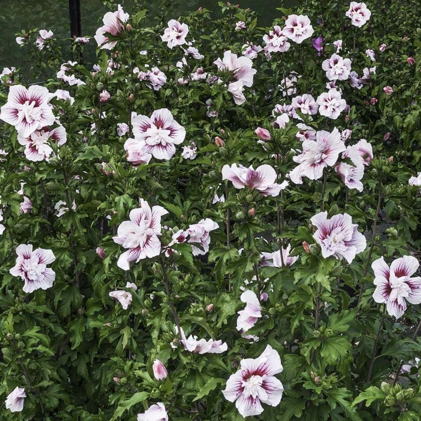 Altea Starbust Chiffon - Hibiscus syriacus (Floración)