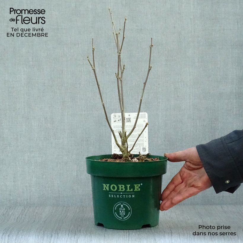 Altea Starbust Chiffon - Hibiscus syriacus Maceta 3L/4L Ejemplar entregado en invierno