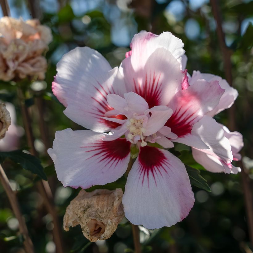 Altea Starbust Chiffon - Hibiscus syriacus (Floración)