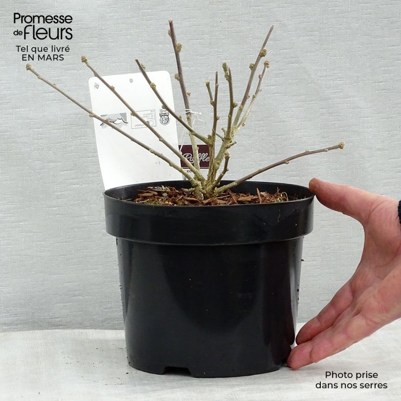 Altea Summer Ruffles - Hibiscus syriacus Maceta 3L/4L Ejemplar entregado en la primavera