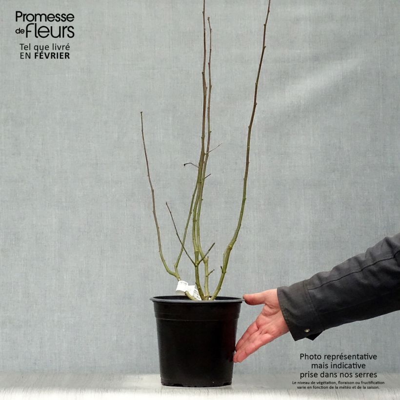 Altea Sup'Heart - Hibiscus syriacus Maceta 3L/4L Ejemplar entregado en invierno