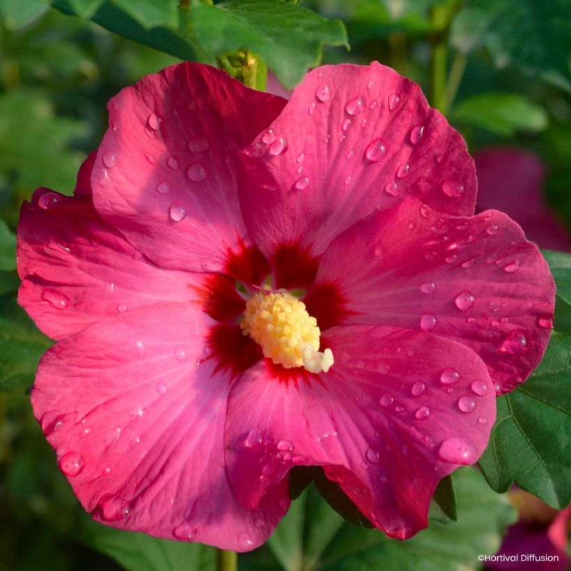 Hibiscus syriacus Sup’Bridge - Rosa de Siria (Floración)