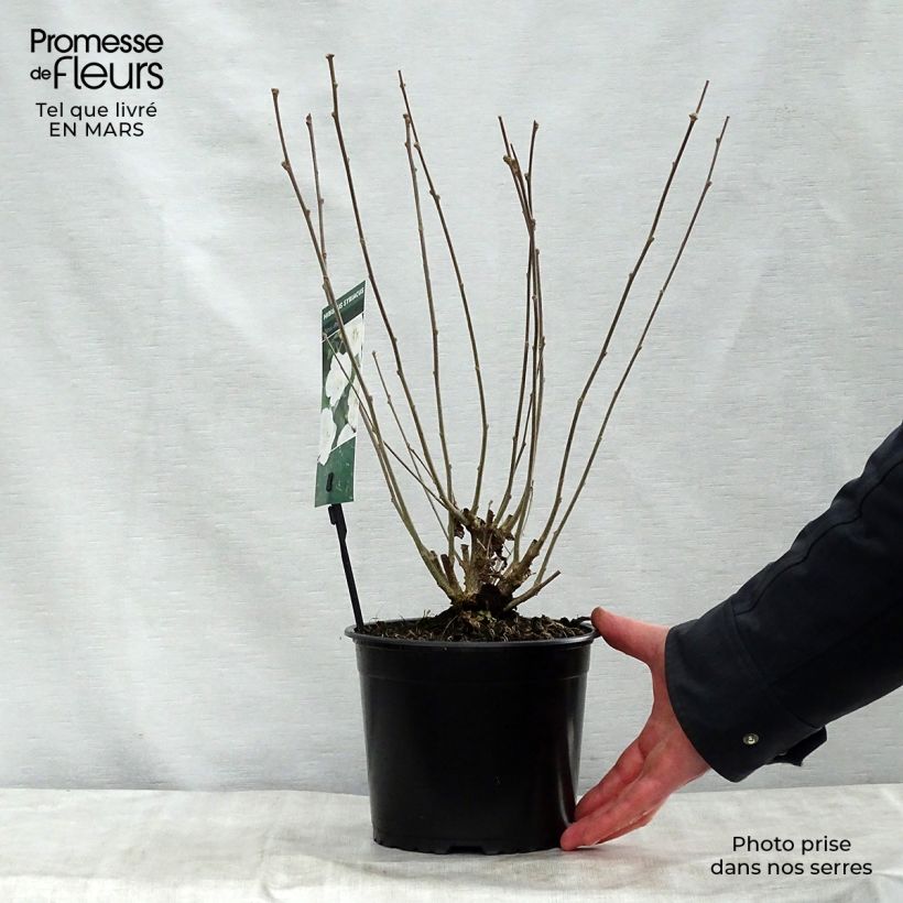 Hibiscus syriacus Totus Albus - Altea Maceta 2L/3L Ejemplar entregado en la primavera