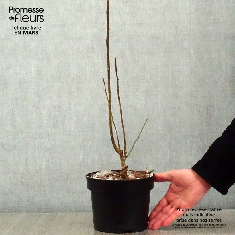 Hibiscus syriacus Totus Albus - Altea Maceta 2L/3L Ejemplar entregado en invierno