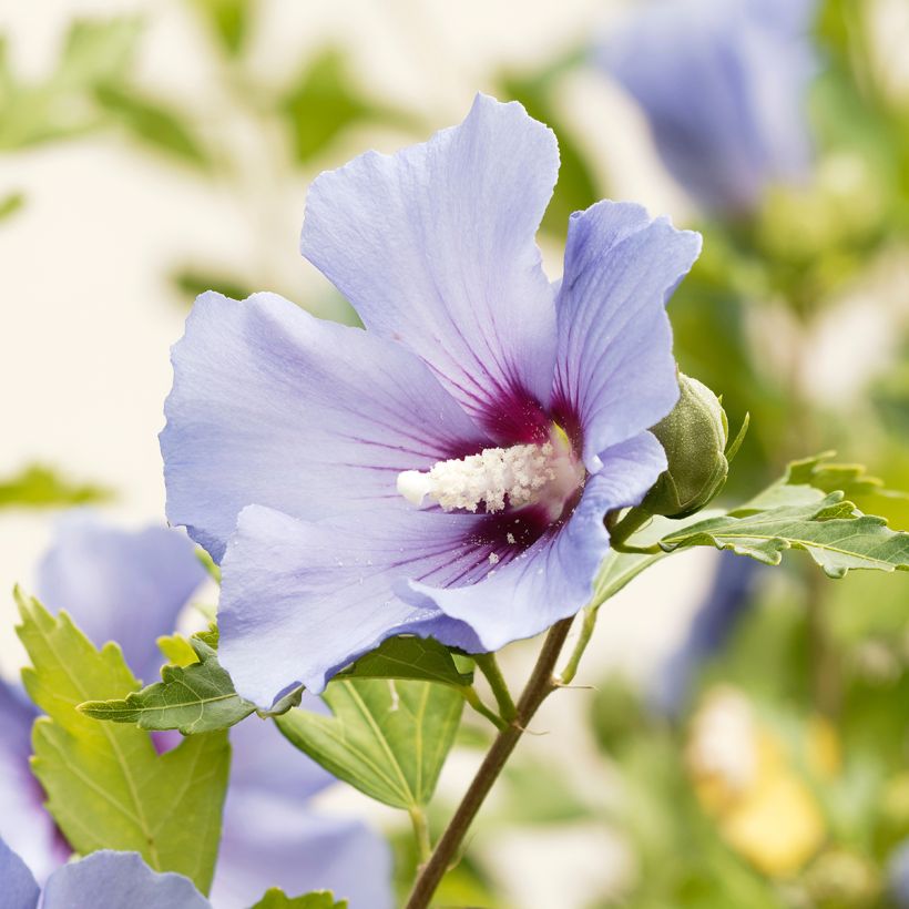 Altea Ultramarine - Hibiscus syriacus (Floración)