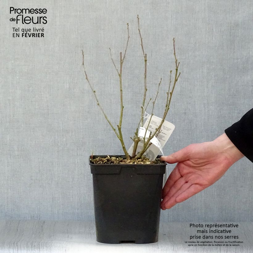 Altea Ultramarine - Hibiscus syriacus Maceta 3L/4L Ejemplar entregado en invierno