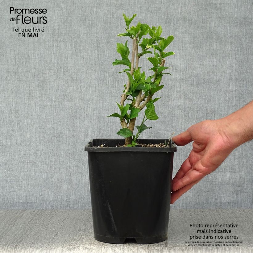 Altea Ultramarine - Hibiscus syriacus Maceta 3L/4L Ejemplar entregado en la primavera