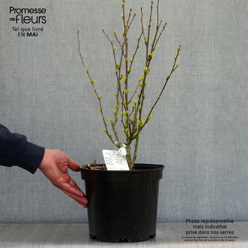 Altea Ultramarine - Hibiscus syriacus Maceta 7,5L/10L Ejemplar entregado en la primavera