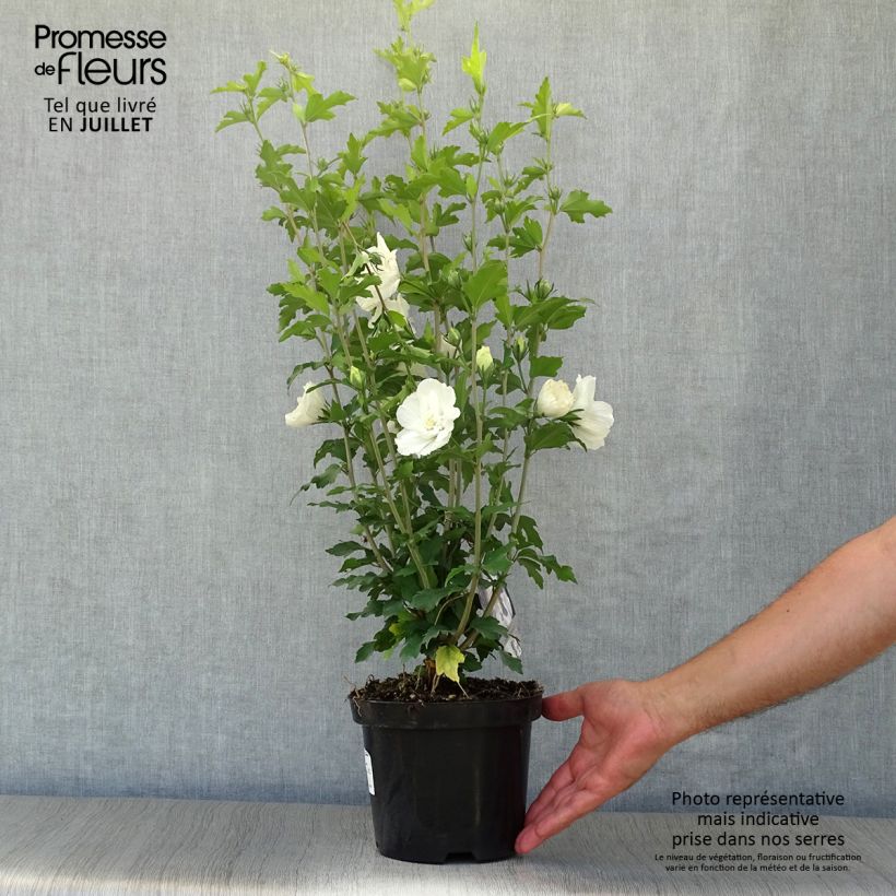 Ejemplar de Altea White Chiffon - Hibiscus syriacus Maceta 2L/3L entregado en verano