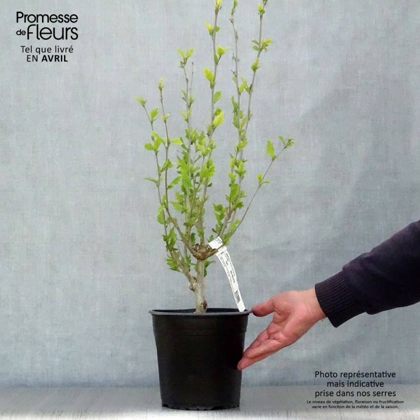 Altea White Chiffon - Hibiscus syriacus Maceta 2L/3L Ejemplar entregado en la primavera