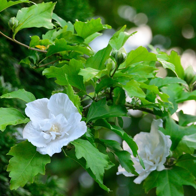 Altea White Chiffon - Hibiscus syriacus (Follaje)
