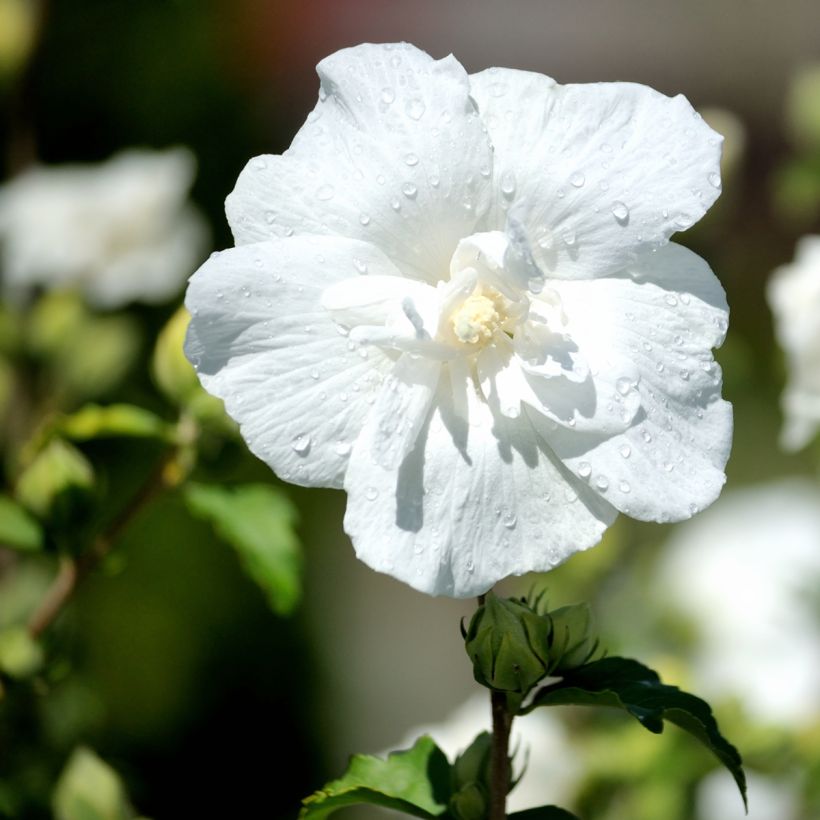 Altea White Chiffon - Hibiscus syriacus (Floración)