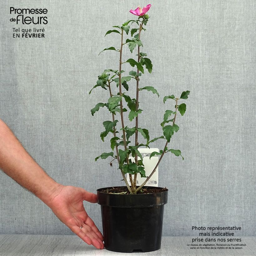 Ejemplar de Altea Woodbridge - Hibiscus syriacus Maceta 2L/3L entregado en otoño