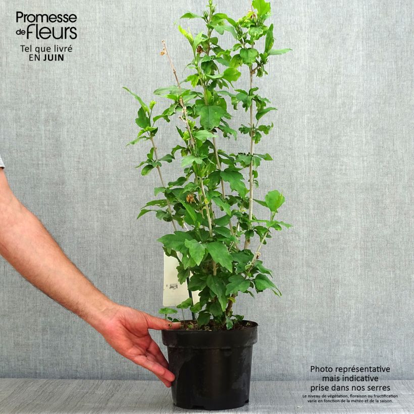 Ejemplar de Altea Woodbridge - Hibiscus syriacus Maceta 2L/3L entregado en verano