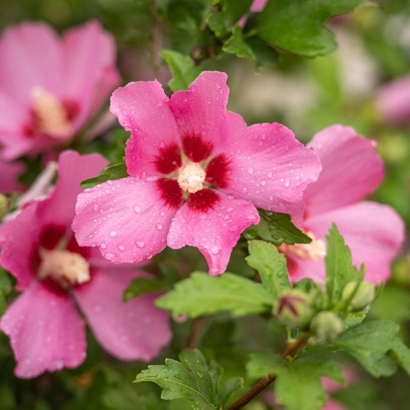 Altea Woodbridge - Hibiscus syriacus (Floración)