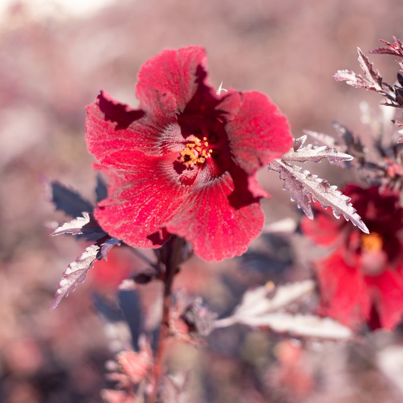 Semillas de Hibisco Mahogany Splendor - Hibiscus acetosella (Floración)