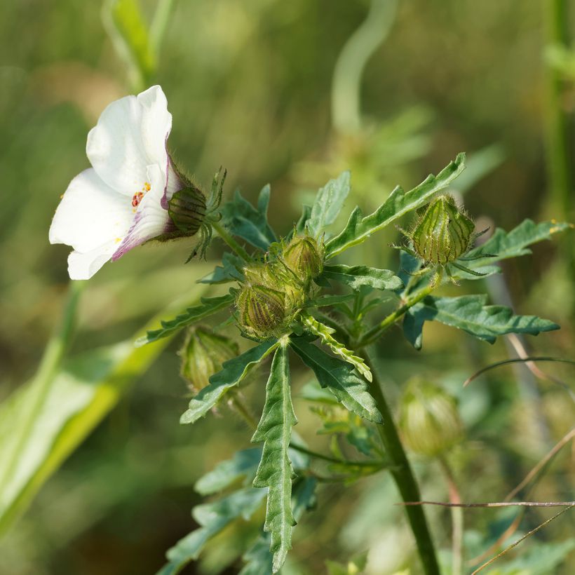 Hibiscus trionum - Aurora común (Follaje)