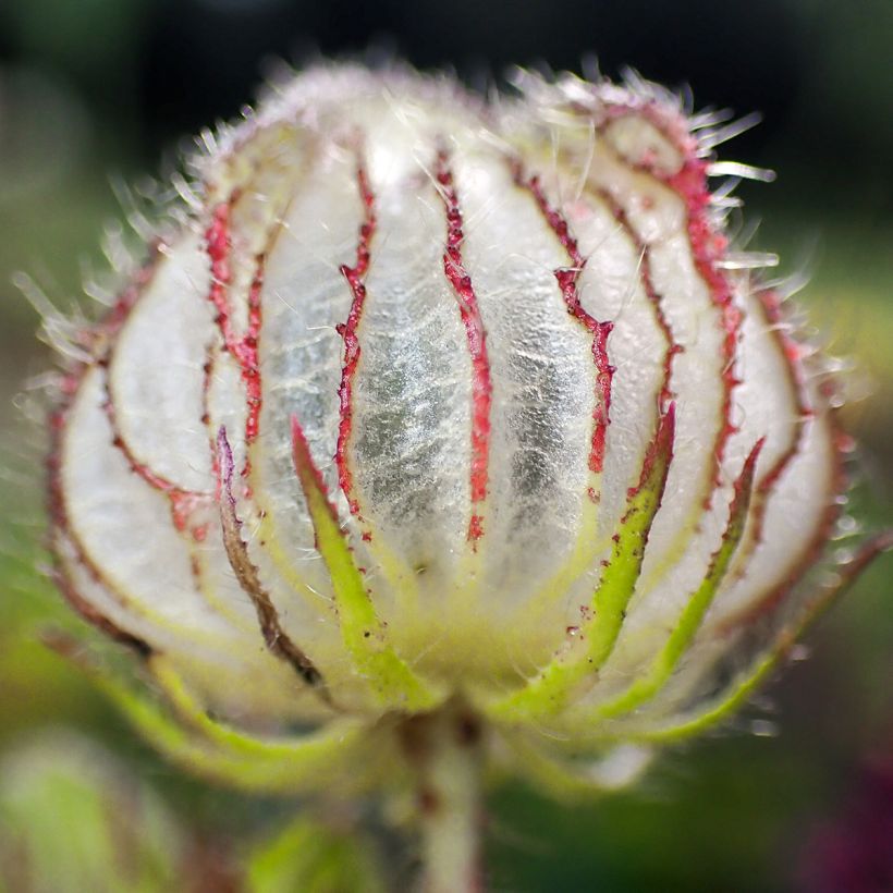 Hibiscus trionum - Aurora común (Cosecha)