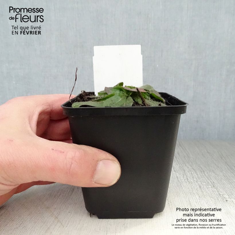 Hieracium aurantiacum - Halconera naranja Maceta de 8/9 cm Ejemplar entregado en invierno