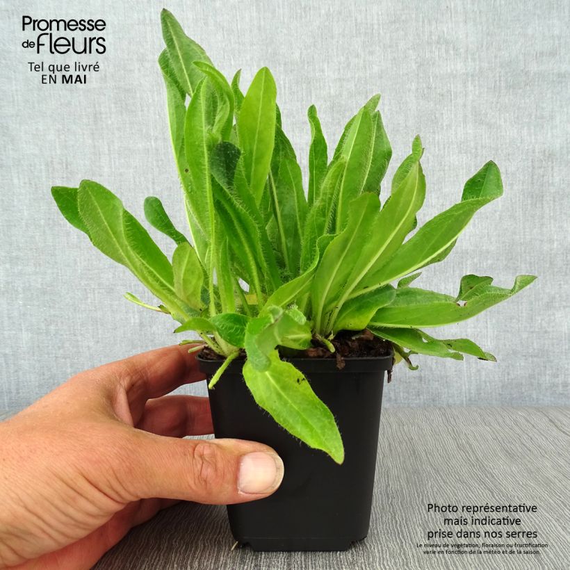 Hieracium aurantiacum - Halconera naranja Maceta de 8/9 cm Ejemplar entregado en la primavera