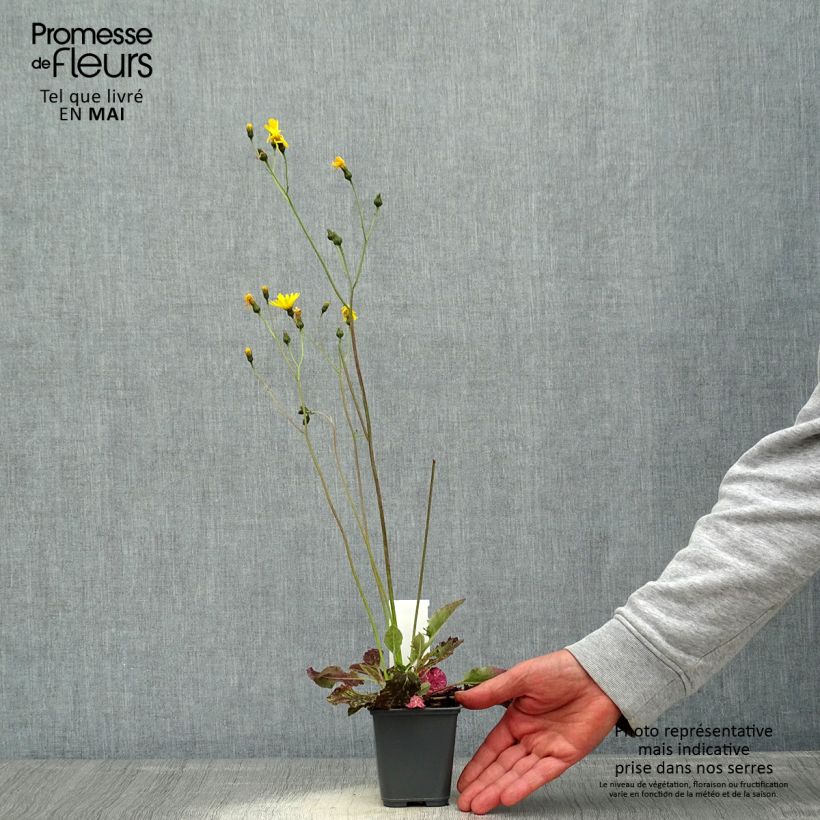 Hieracium maculatum - Hierba de halcón manchada Maceta de 8/9 cm Ejemplar entregado en la primavera