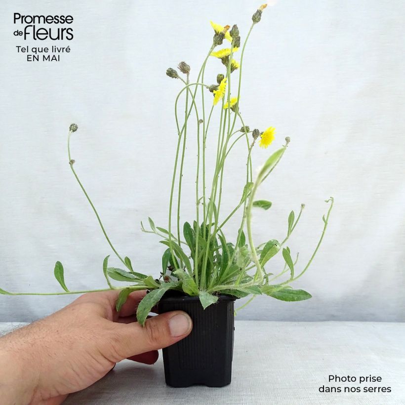 Hieracium pilosella - Vellorita Maceta de 8/9 cm Ejemplar entregado en la primavera