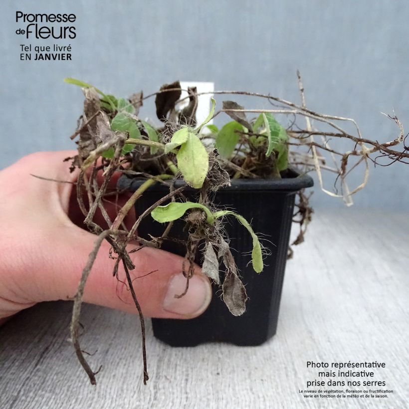 Hieracium pilosella - Vellorita Maceta de 8/9 cm Ejemplar entregado en invierno